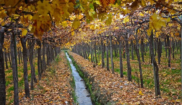 Descubre los encantos del Valle de Colchagua