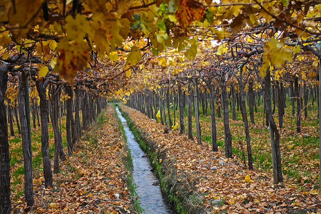Descubre los encantos del Valle de Colchagua