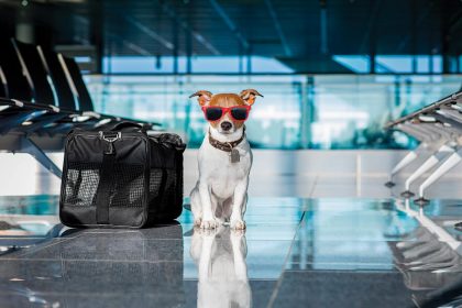 Conoce los mejores países para viajar con mascotas