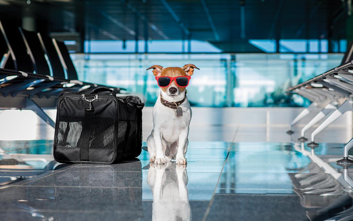 Conoce los mejores países para viajar con mascotas