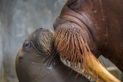 Una morsa bebé: la nueva integrante de la familia SeaWorld Orlando