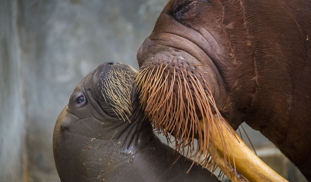 Una morsa bebé: la nueva integrante de la familia SeaWorld Orlando