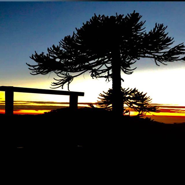 "Turismo vivencial" rescata belleza de milenarias araucarias