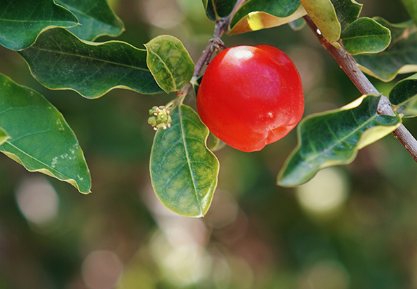 Primer concurso de podcast de Fruit Attraction 2021