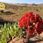 Iberia transforma un A330 en carguero para adaptarse al mercado