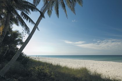 Collier County – Paradise Coast nombra a AVIAREPS como su representante