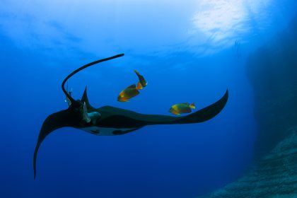 El parque natural marino más grande de Norteamérica está en México