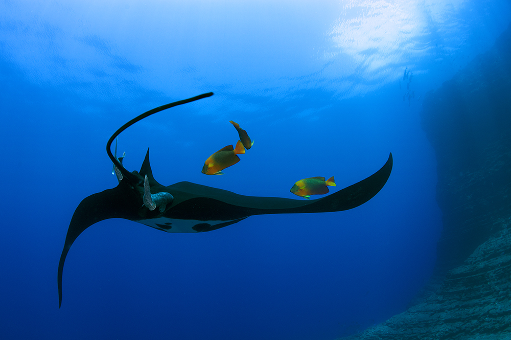 El parque natural marino más grande de Norteamérica está en México