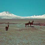 Nuevas fechas para IPW 2021