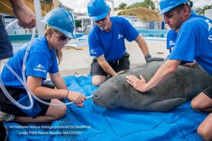 Expertos de SeaWorld revelan el incremento de nuevas amenazas a la fauna marina