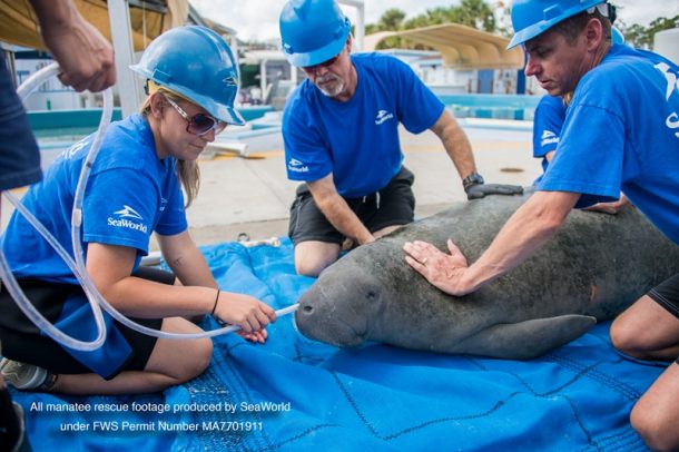 Expertos de SeaWorld revelan el incremento de nuevas amenazas a la fauna marina