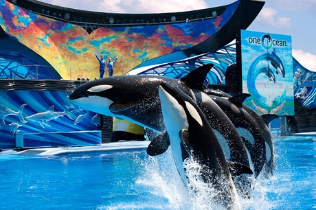 Conozca lo nuevo de SeaWorld Parks & Entertainment para este 2019