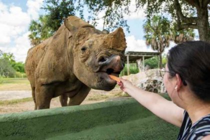 Busch Gardens Tampa Bay presenta nuevos encuentros con animales
