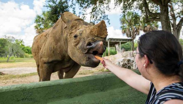 Busch Gardens Tampa Bay presenta nuevos encuentros con animales