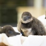 Conoce los  autos de lujo que marcarán el 2019 según Forbes