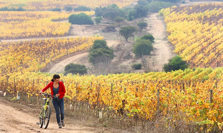 Abren postulaciones a los Premios Enoturismo Chile 2022