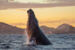 Temporada de ballenas a Los Cabos