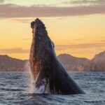 Temporada estival: 83% de los chilenos prefiere viajar dentro del país