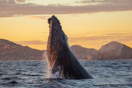 Temporada de ballenas a Los Cabos