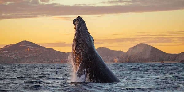 Temporada de ballenas a Los Cabos